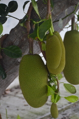 Artocarpus heterophyllus