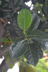 Artocarpus heterophyllus