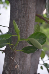 Artocarpus heterophyllus