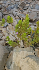 Monechma mollissimum