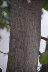 Artocarpus heterophyllus