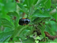 Cryptocephalus notatus