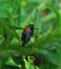 Cryptocephalus notatus
