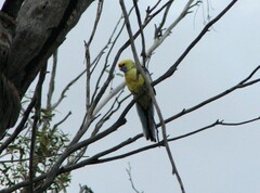 Platycercus elegans flaveolus