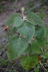 Croton suberosus