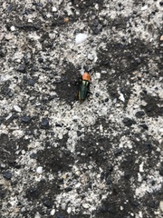 Chauliognathus tricolor