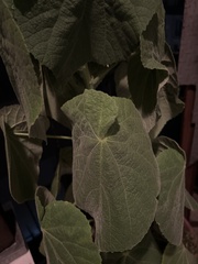 Abutilon grandifolium
