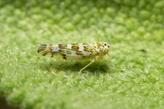 Eupteryx melissae