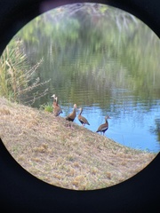 Dendrocygna autumnalis