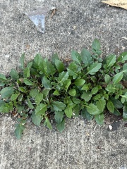 Brassiceae