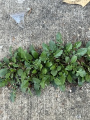 Brassiceae