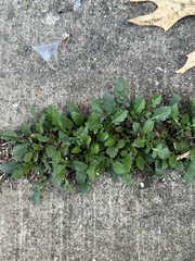 Brassiceae