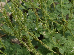 Chascanum marrubiifolium