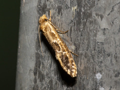 Moerarchis inconcisella