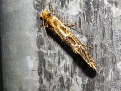 Moerarchis inconcisella