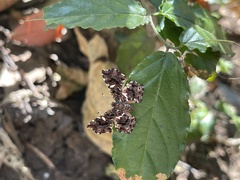 Calydna sturnula