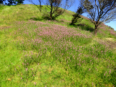 Silene gallica