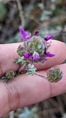 Dalea pulchra