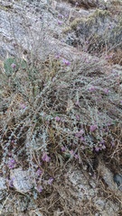 Dalea pulchra