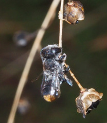 Megachile ferox