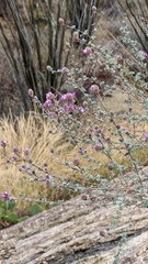 Dalea pulchra