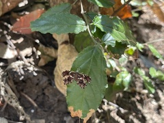 Calydna sturnula