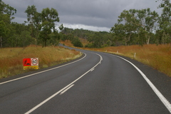 Themeda quadrivalvis