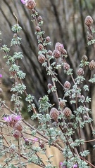Dalea pulchra