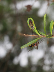 Lasioglossum peraustrale