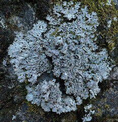 Phaeophyscia constipata