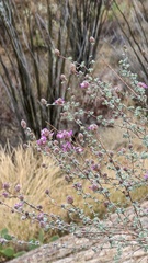 Dalea pulchra