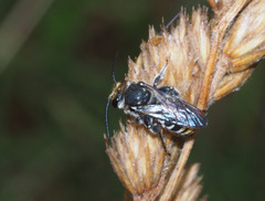 Lipotriches australica