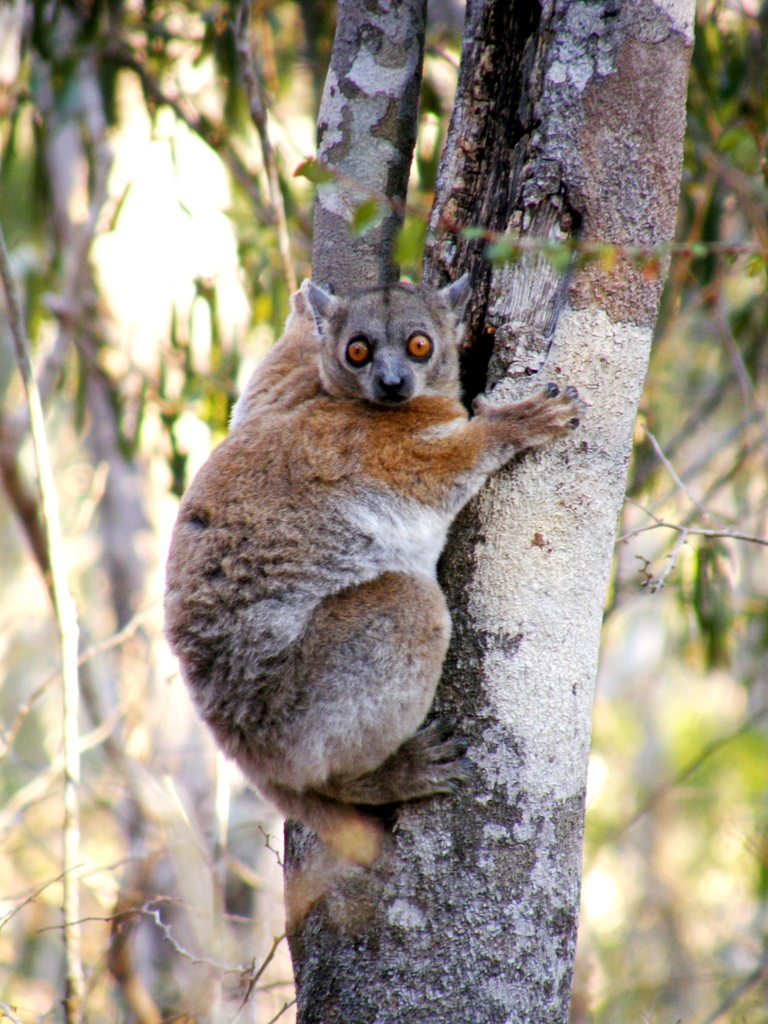 Red-tailed Sportive Lemur (Lepilemur ruficaudatus)