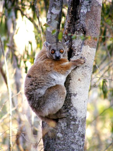 Red-tailed Sportive Lemur (Lepilemur ruficaudatus) — Critically Endangered Mammalia