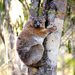 Red-tailed Sportive Lemur - Photo (c) copepodo, some rights reserved (CC BY-NC-ND)