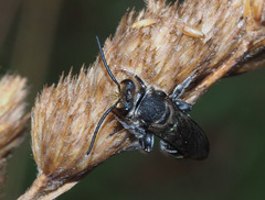 Lipotriches australica