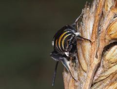 Lipotriches australica