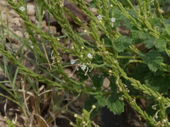 Chascanum marrubiifolium
