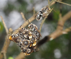 Lipotriches australica