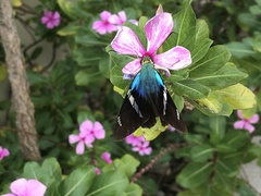 Astraptes fulgerator azul