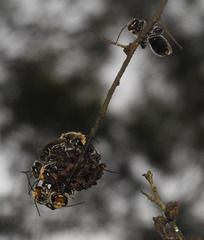 Lipotriches australica