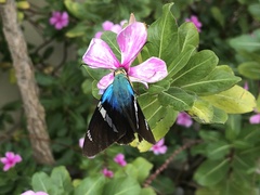 Astraptes fulgerator azul