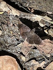 Pellicia