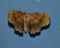Cepphis armataria