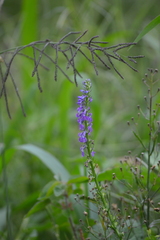 Lobelia fenestralis