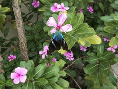 Astraptes fulgerator azul