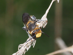 Lipotriches australica