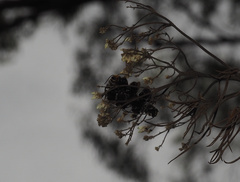 Lipotriches australica