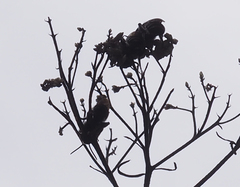 Lipotriches australica