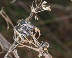 Lipotriches australica